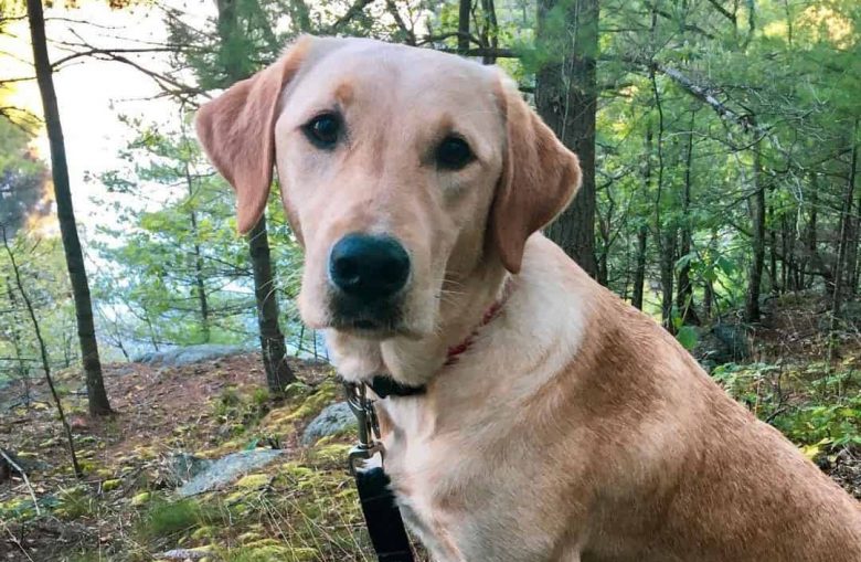 Young American Labrador in the woods