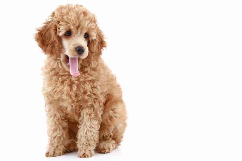 Young Apricot Poodle dog portrait