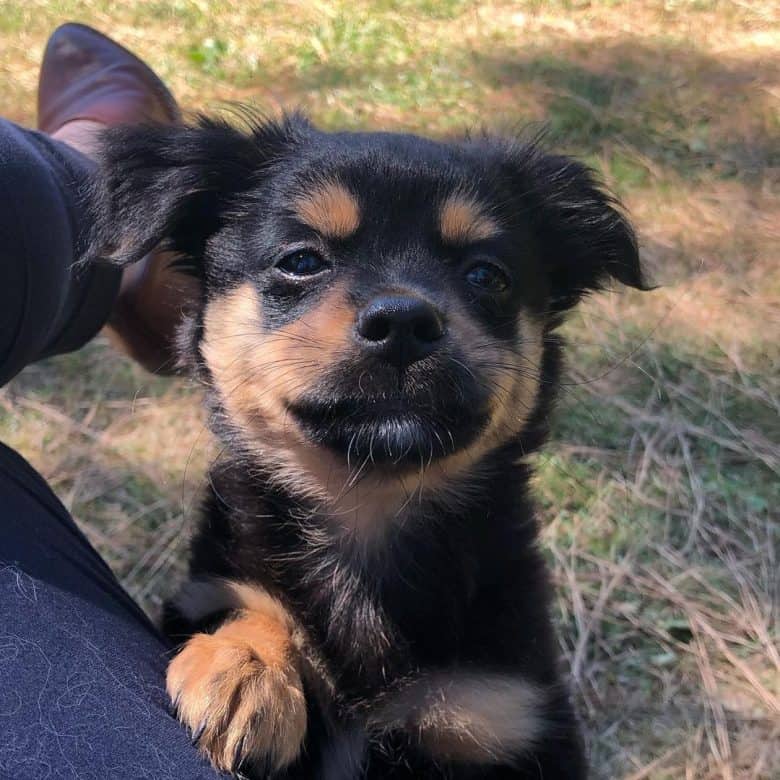 Young Auss-Tzu mix dog portrait