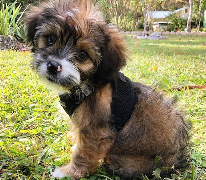 Young Australian Shepherd and Shih Tzu mix dog