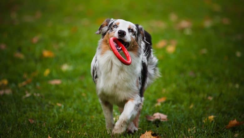 Young Australian Shepherd playing in the meadow