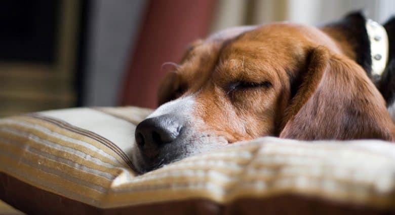 Young Beagle dog sleeping on his pillow