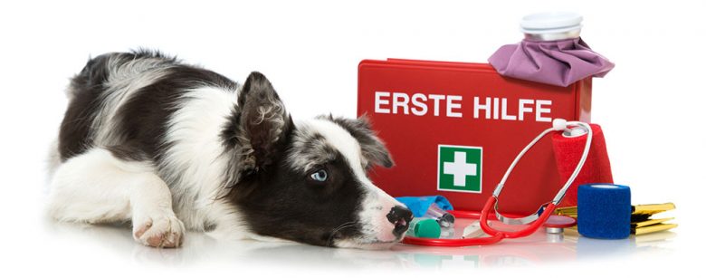 Young Border Collie dog with first aid kit