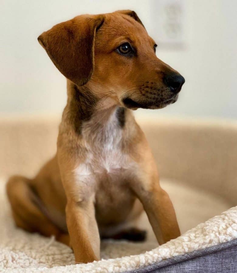 Young Lab Hound mix sitting on her bed