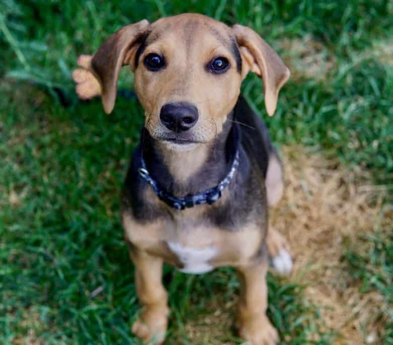 Young Lab Hound mix sitting on the grass