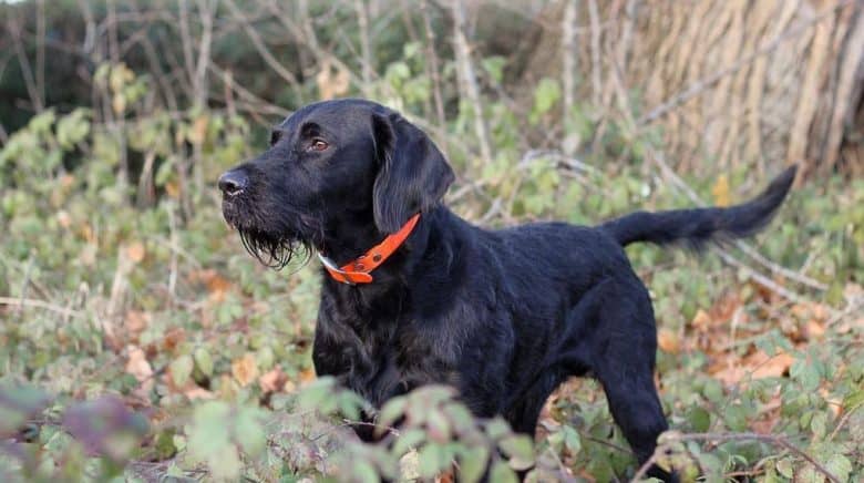 Young Labrador Pointer mix on the brushland