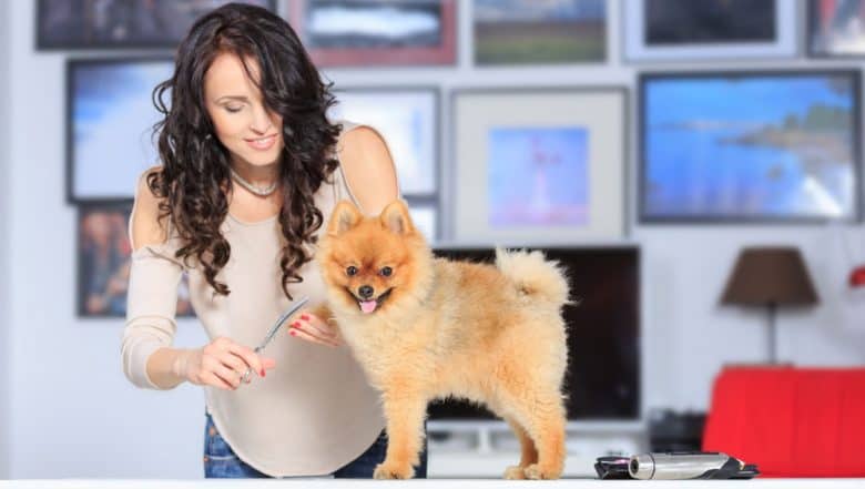 Young lady grooming the Pomeranian dog