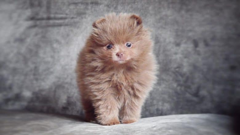 Young lavender or lilac Pomeranian dog