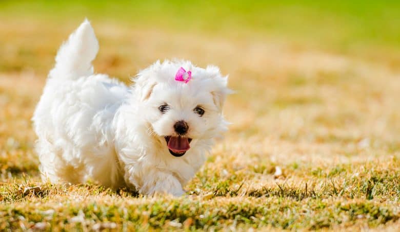 Young Maltese walking outside