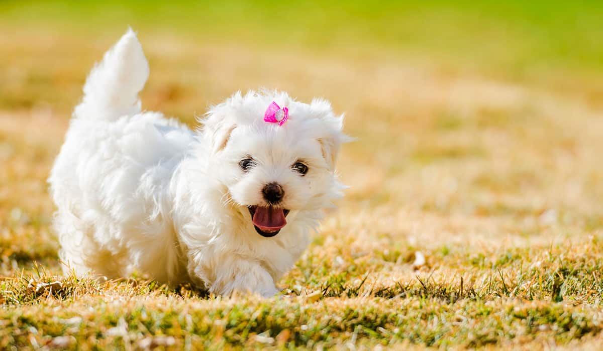 All about the Maltese Why are they the best dogs? K9 