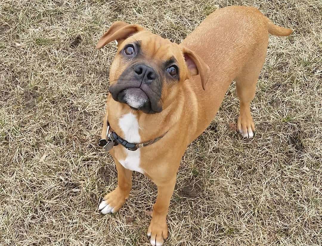 A Complete Guide to the Adorable Miniature Boxer K9 Web
