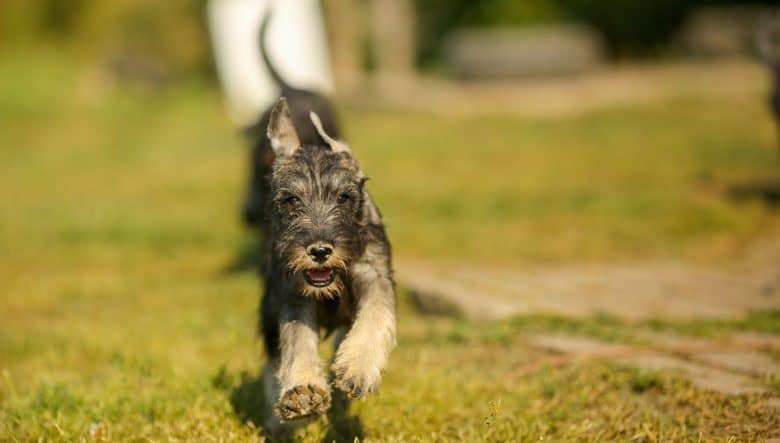 Young Schnauzer running on the field