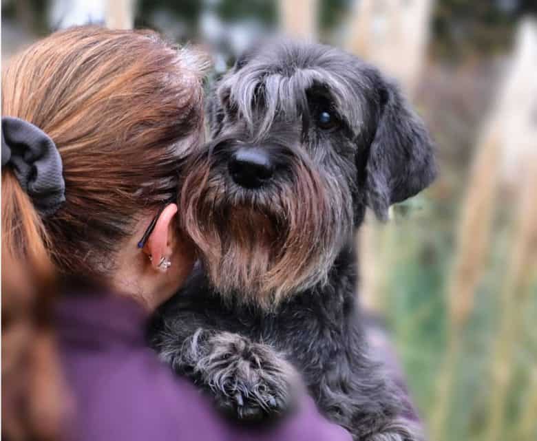 Young Standard Schnauzer dog carried by the owner