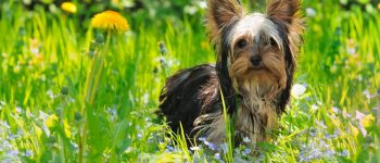 Young Yorkshire Terrier dog in the meadow