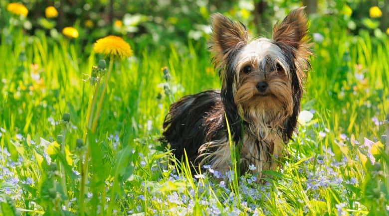 Young Yorkshire Terrier dog in the meadow