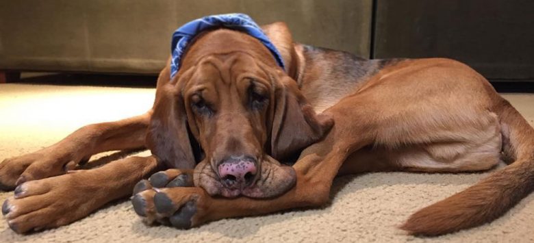 Bloodhound dog having skin problems