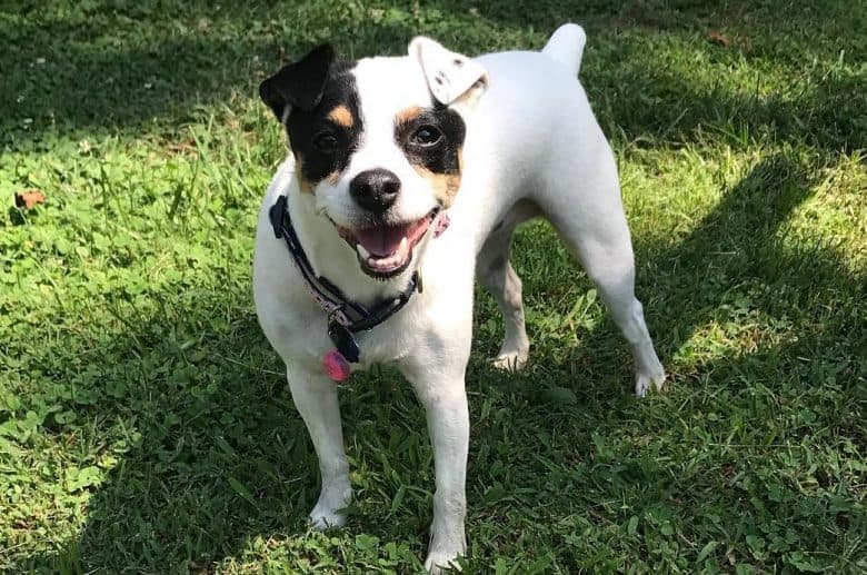 A Jack Russel Rat Terrier standing on the grass