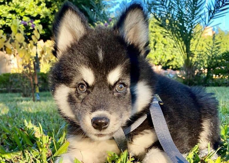 Adorable Alaskan Malamute puppy lying on the grass