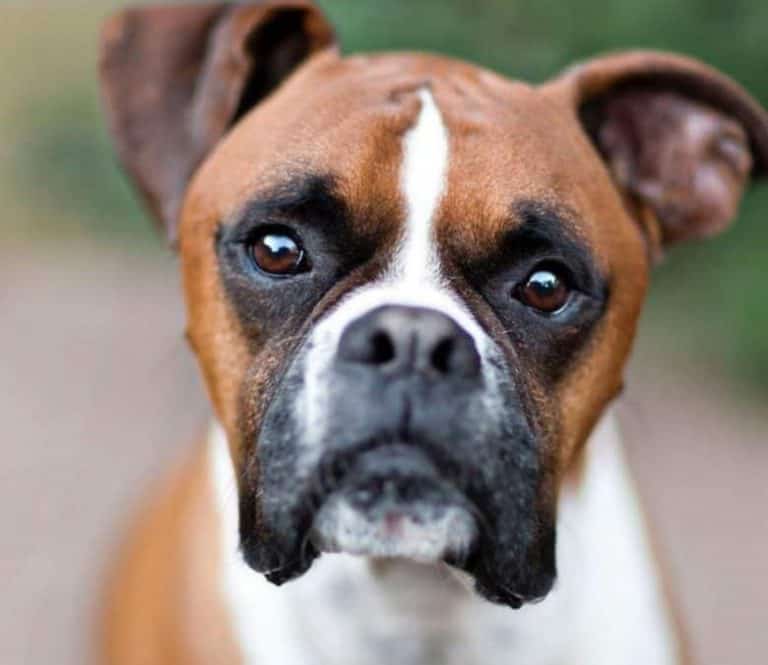 200+ Popular and Meaningful Boxer Names For Your Dog K9 