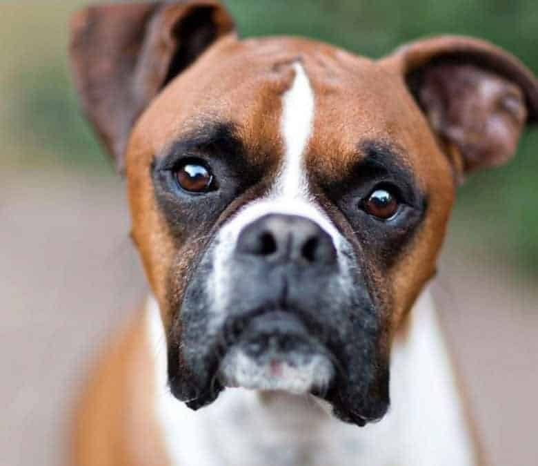 Adorable Boxer dog portrait