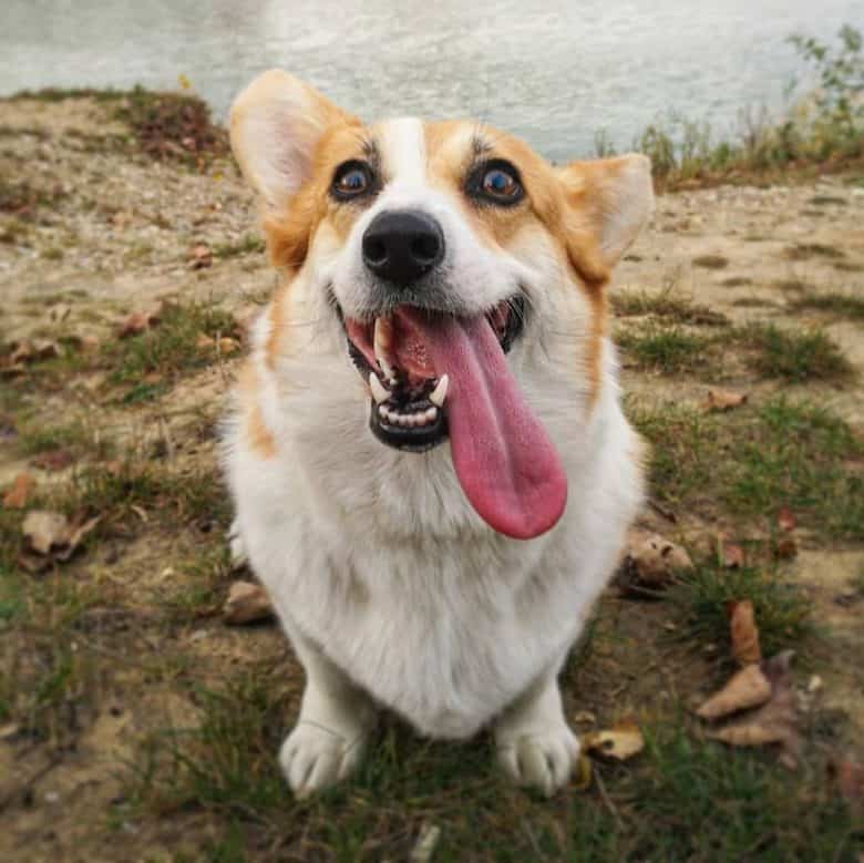 A beautiful Corgi sitting near water