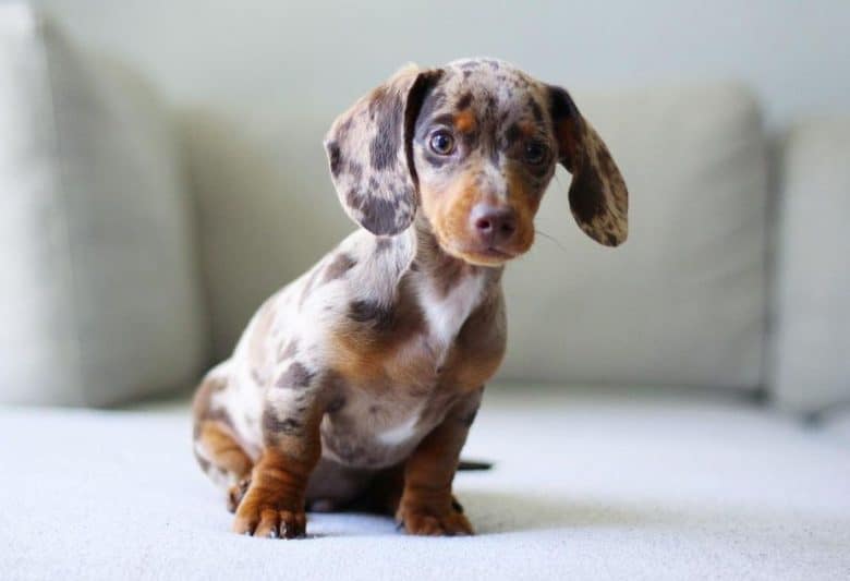An adorable Dapple Dachshund puppy sitting on a couch