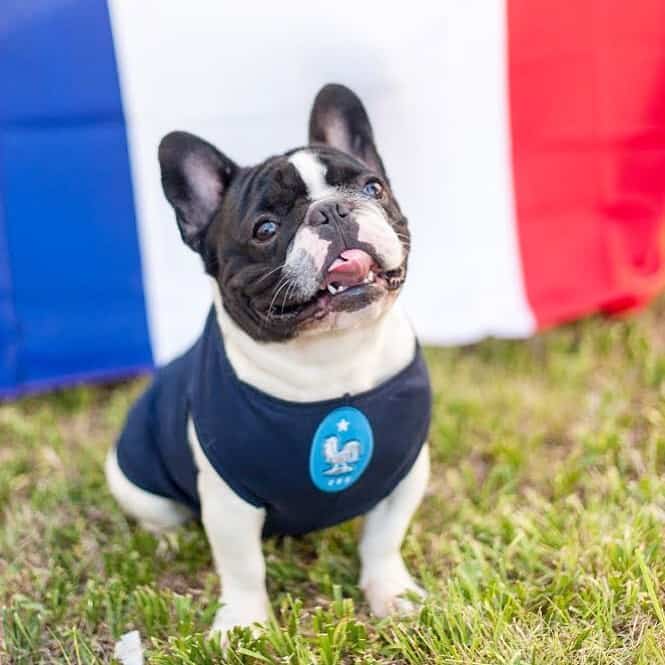 a beaming French Bulldog with a flag of France at the back