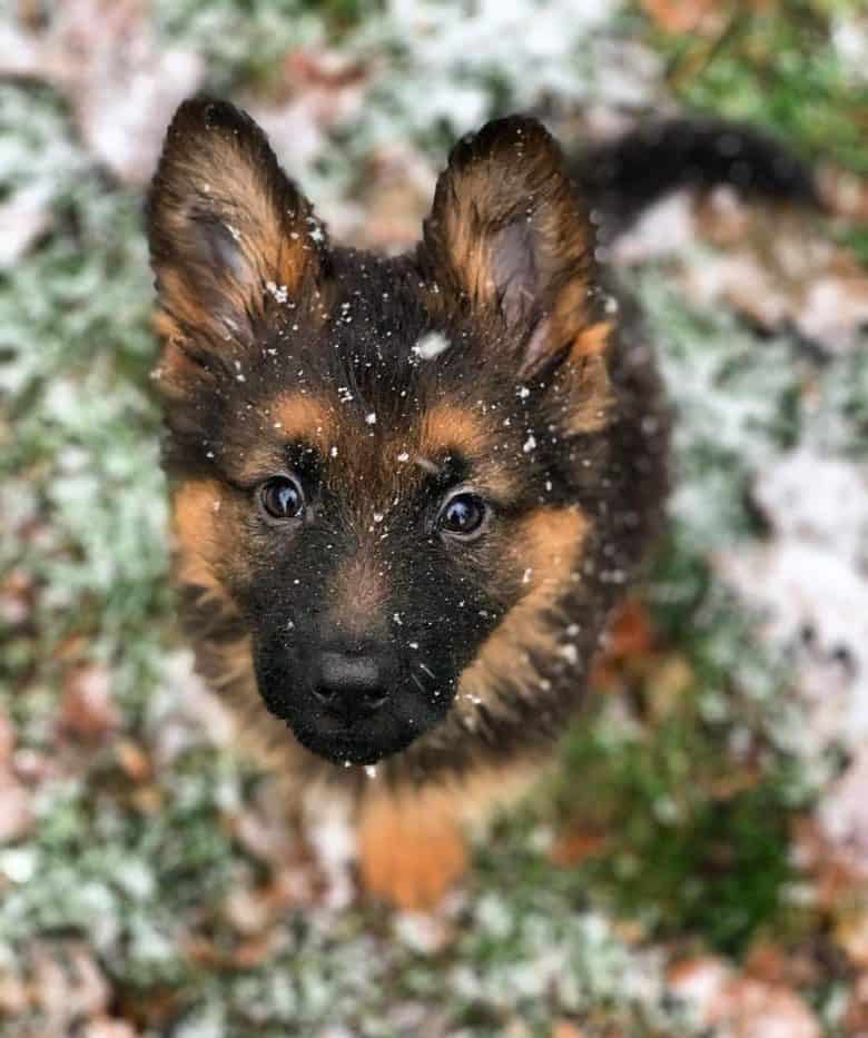 A lovable GSD puppy outside during a snowy day