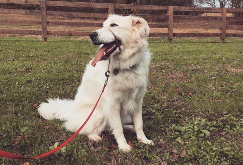 A lovely Golden Pyrenees sitting on a field