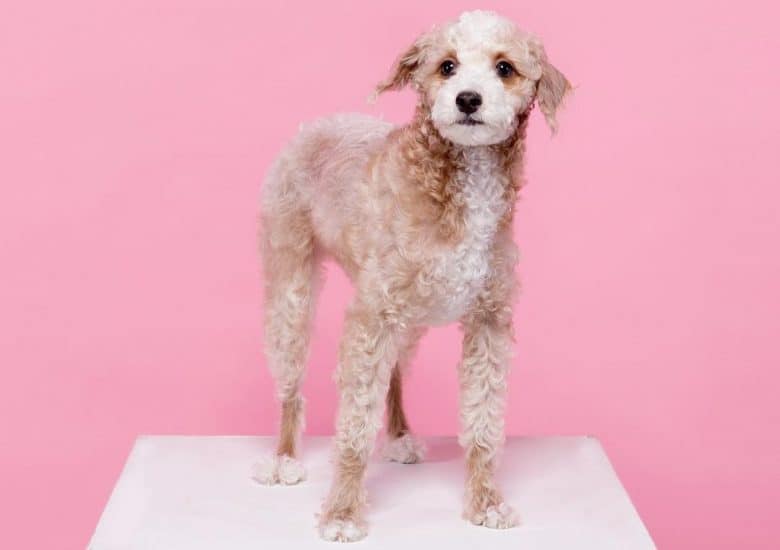 A Grey Poohound standing with pink background