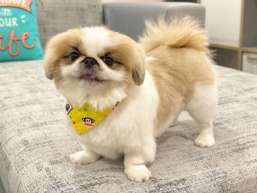 a standing Pekingese Shih Tzu wearing yellow bandana