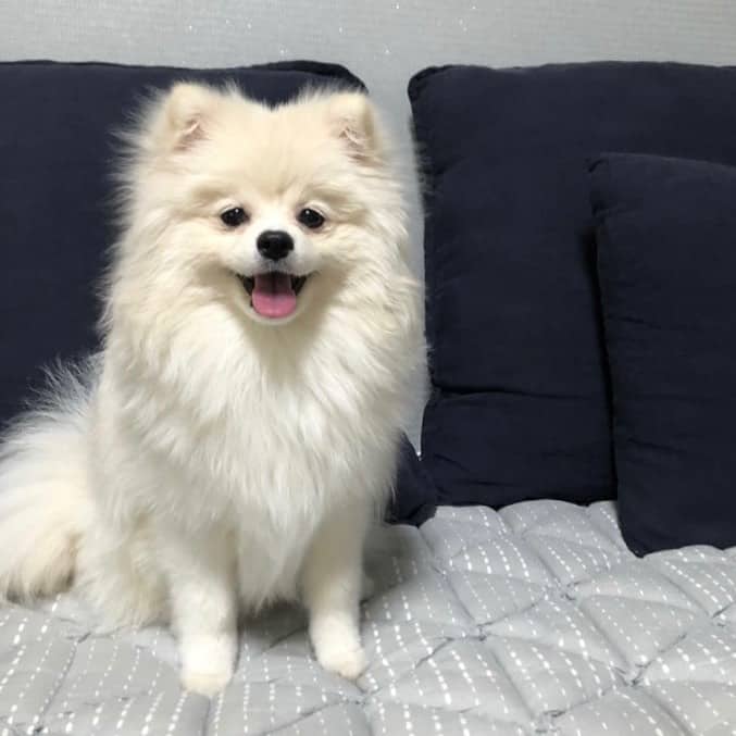 A happy Pompitz sitting on a couch