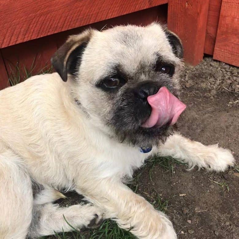 A Pugland laying down and licking his face