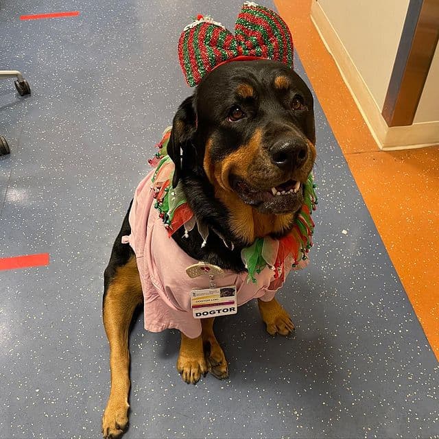 Cute Rottweiler wearing a costume sitting on hospital floor
