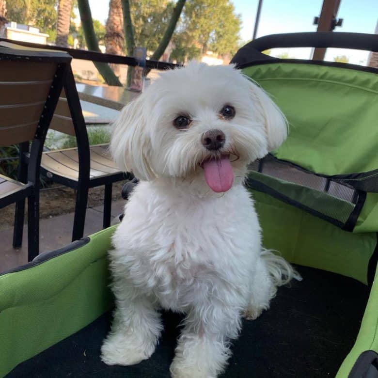 A charming small Maltese on a stroller