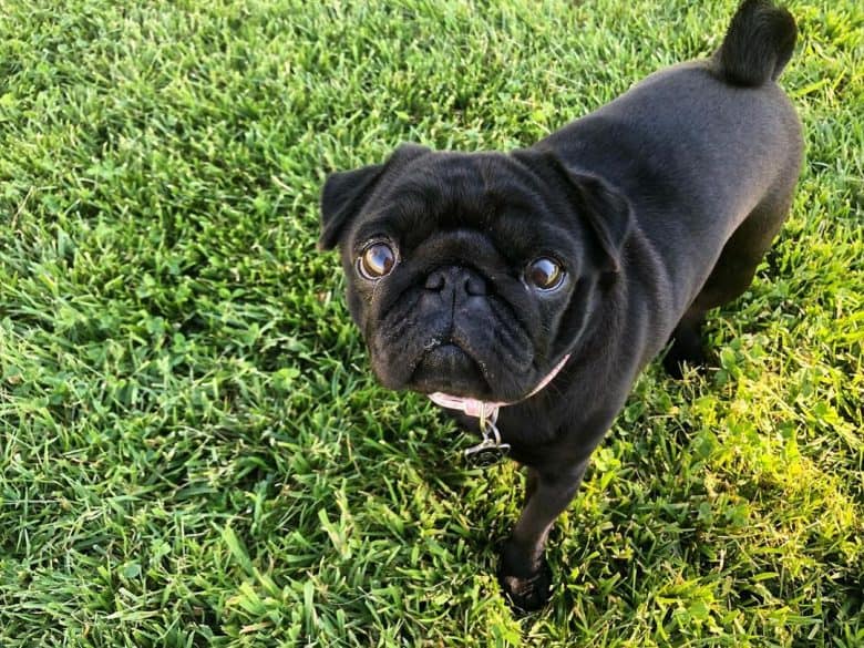 Ein fester schwarzer Mops auf Gras