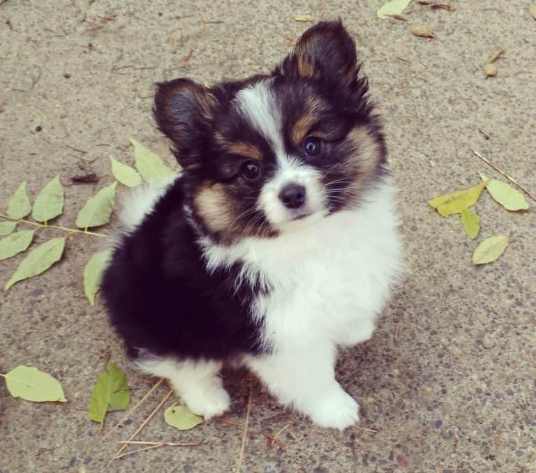 Yorkie Pom All you need to know about the Yorkie Pomeranian mix K9 