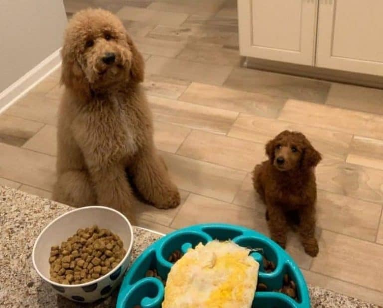 26 Best Dog Foods for Poodles 2023 (Premium & Budget) K9 