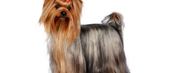 Adult Yorkshire Terrier dog portrait