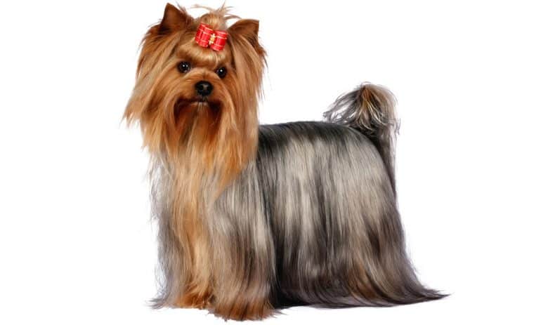Adult Yorkshire Terrier dog portrait
