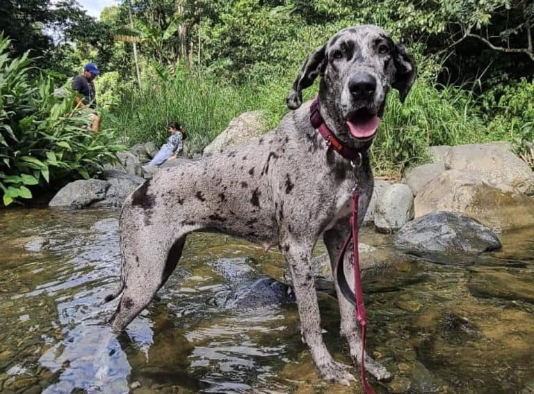 Great Dane Colors The Standard & Rare Great Dane Coat Colors K9 