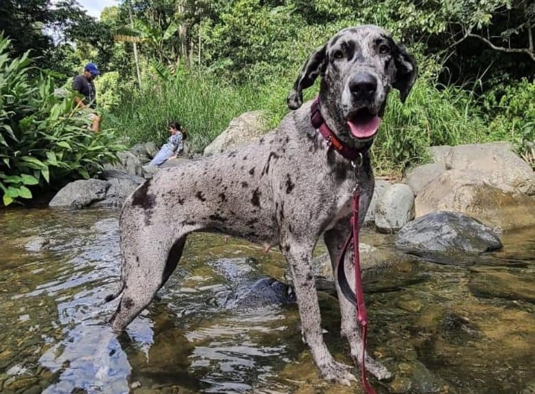 A Merle Great Dane standing on water smiling
