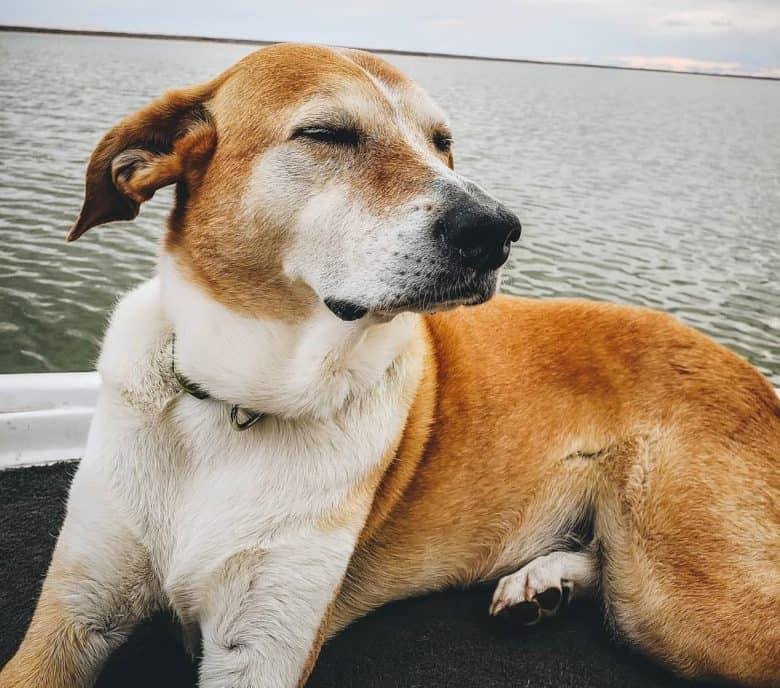 A Walker Greyhound closing eyes and enjoying the wind