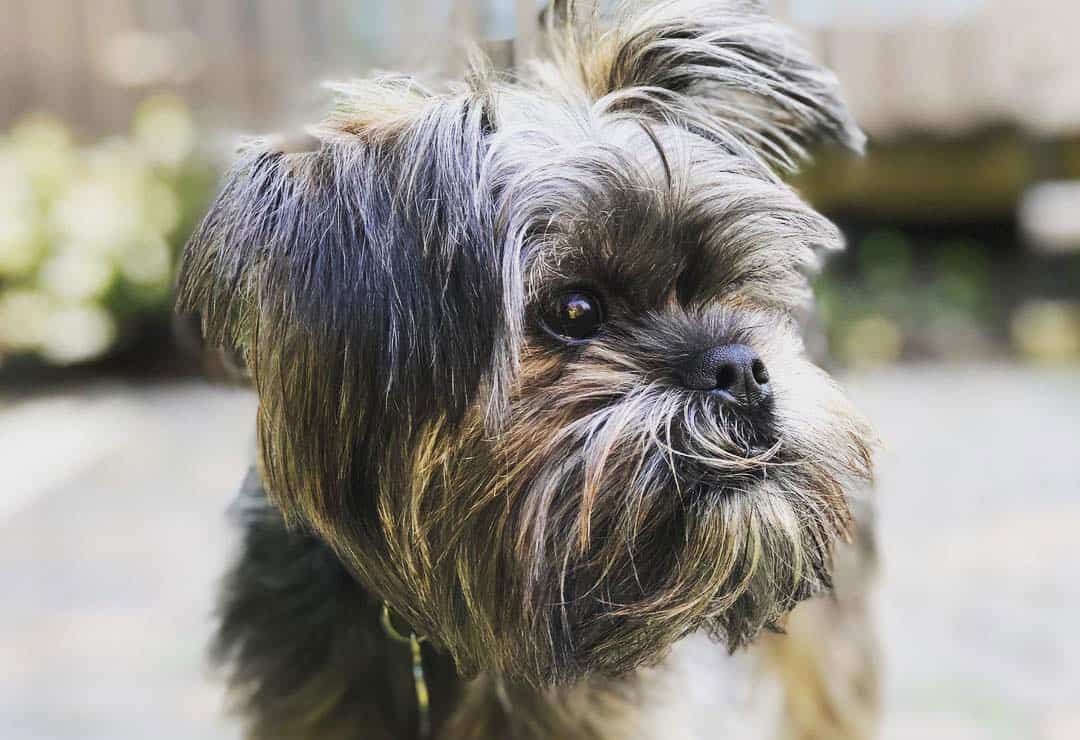 40 Different Exciting Types of Yorkie Mixes K9 