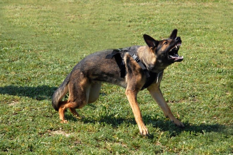 A German Shepherd being aggressive while standing on the grass