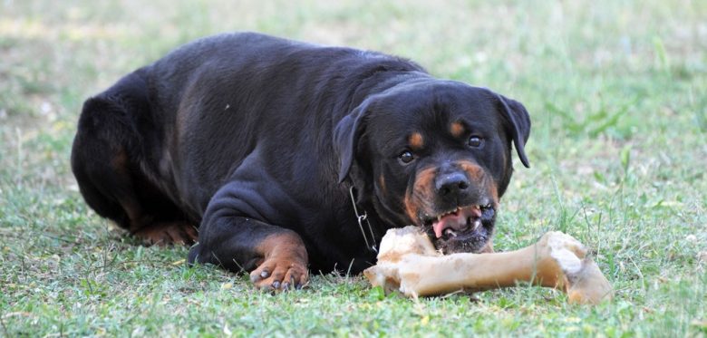 A purebred angry Rottweiler laying on the grass with a big bone