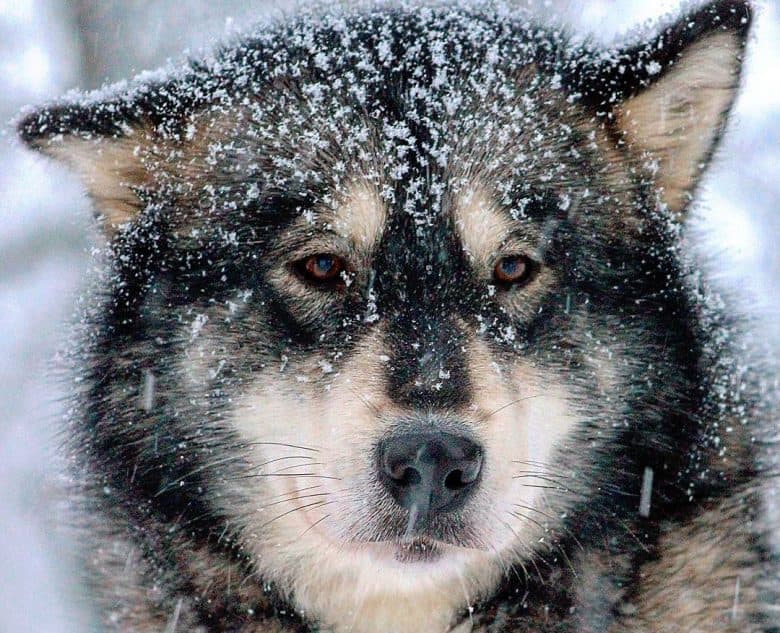 Agouti Alaskan Malamute dog with snow flakes on its hair