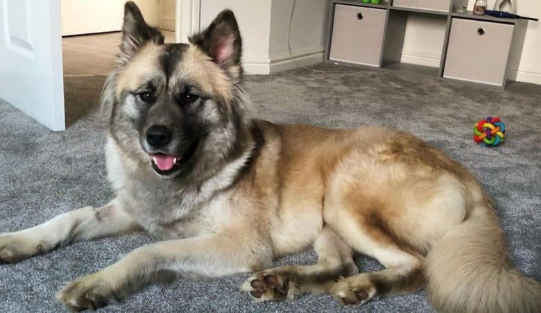 Akita German Shepherd mix dog lying on the carpet