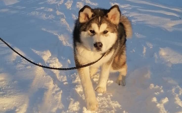 Alaskan Malamute and Akita mix dog walking on snow