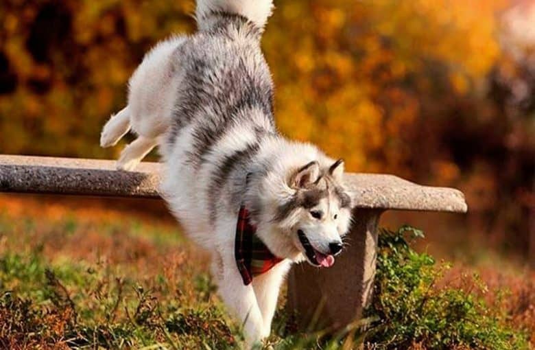 Alaskan Malamute dog jumps down from concrete bench